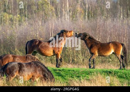 Zwei kämpfende braune Exmoor Ponys, vor einem Wald- und Schilfhintergrund. Beißen, Aufziehen und Schlagen. Zwei Pferde teilweise im Vordergrund Stockfoto