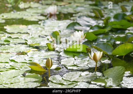 Wilde Seerosen mit weißen Blumen und großen grünen Blättern mit Sommerregen in einem Teich, ökologische Umgebung in einer natürlichen Landschaft, Copy Spa Stockfoto