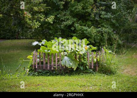 Erhöhtes Gemüsebett, umgeben von einem Holzzaun auf dem Rasen in einem Landgarten, in dem Zucchini Pflanzen mit Orangenblumen und einem großen grünen le wachsen Stockfoto