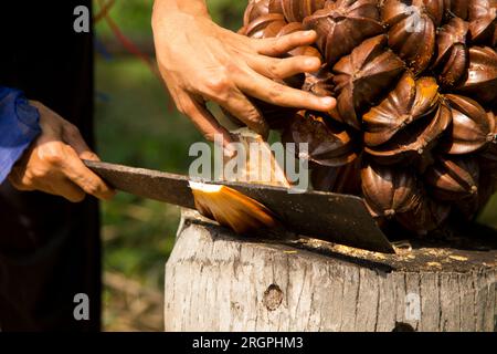 Nipa-Palmfrüchte in der Provinz Samut Songkram in Thailand. Stockfoto