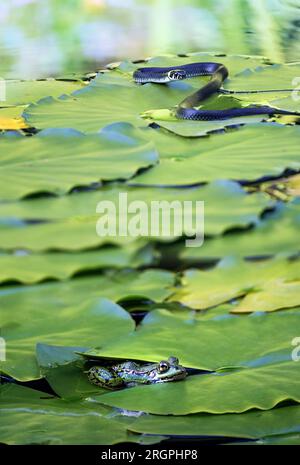 Jagd auf junge Grasschlange (Natrix natrix) und einen gewöhnlichen Wasserfrosch, der sich unter den Blättern einer Seerose in einem Teich versteckt, Kopierraum, ausgewählter Fokus Stockfoto
