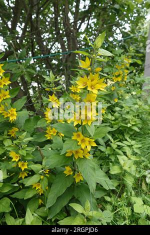 Natürliche vertikale Nahaufnahme auf einem blühenden, großen, gelben, gepunkteten Loosestrife, Lysimachia punctata Stockfoto