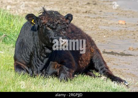 Galloway Rinder bei De Blauwe Kamer Wageningen Niederlande Stockfoto