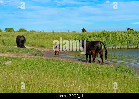 Galloway Rinder bei De Blauwe Kamer Wageningen Niederlande Stockfoto