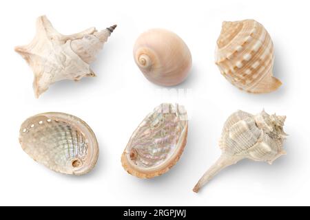 Set aus kleinen Muscheln, einer Muschel und Meeresschnecken auf weißem Hintergrund, isoliertes Meer, Sommer- und Urlaubsdesign Elemente, Draufsicht Stockfoto