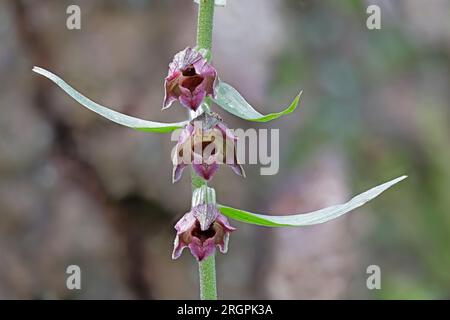 Laub-Helleborine-Blume am Edge Common Gloucestershire Stockfoto