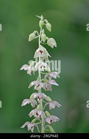 Laub-Helleborine-Blume am Edge Common Gloucestershire Stockfoto