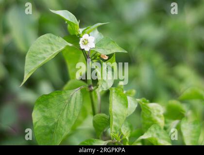 Blühender Paprika unter grünen Blättern im Garten 2 Stockfoto