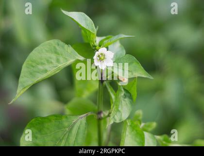 Blühender Paprika zwischen grünen Blättern im Garten Stockfoto