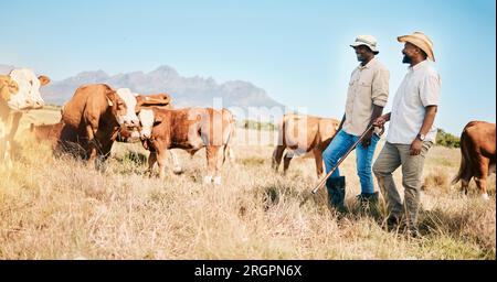 Kühe, Teamarbeit oder Schwarze in landwirtschaftlichen Betrieben für Viehzucht, Nachhaltigkeit oder Agrargeschäft auf dem Land. Männer, Milchproduktion oder Landwirte Stockfoto