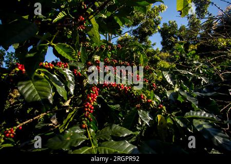 Details zu roten Kaffeebohnen. Bio-Kaffeeplantage im Westen der Stadt Chiang Mai in Thailand. Stockfoto