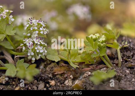 Apium repens Thetford Norfolk im Juli 2023 gestapelt Stockfoto