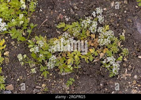 Apium repens Thetford Norfolk im Juli 2023 gestapelt Stockfoto