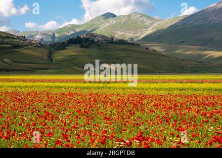 Rot-gelbes Feld mit wilden Blumen im Sommer und eine kleine Stadt auf einem Hügel Stockfoto