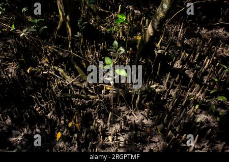 Ta Pom Mangrove Forest in der Provinz Krabi in Thailand. Stockfoto