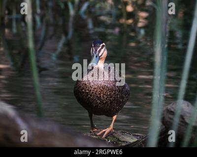 Eine Ente Taucht Auf Stockfoto