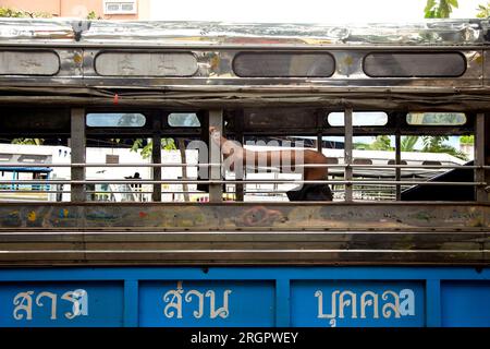 Ein Fuß, der aus einem Busfenster in der Stadt Bangkok in Thailand ragt. Stockfoto