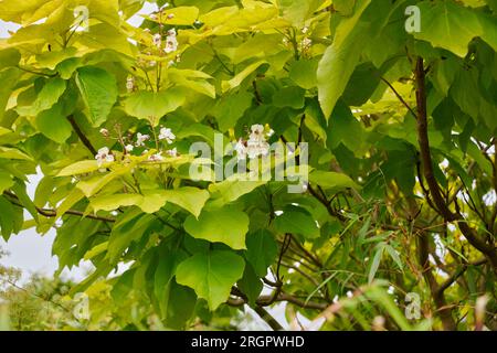 Nahaufnahme von saftig grünen Katalpa-Blättern mit zarten weißen Blüten bei weichem Tageslicht Stockfoto