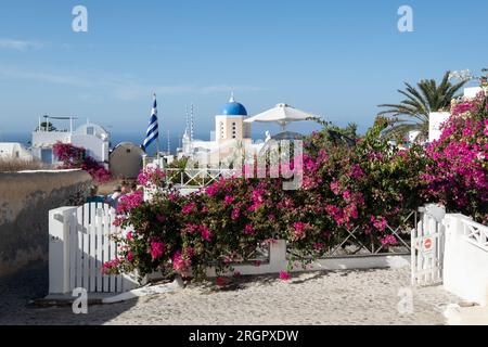 Foto der Heiligen Dimitrios Oia Heilig-orthodoxe Kirche in Oia, Santorin, mit einem blauen Kuppeldach, mit rosafarbenen Bougainvillea-Blumen im Vordergrund und Stockfoto