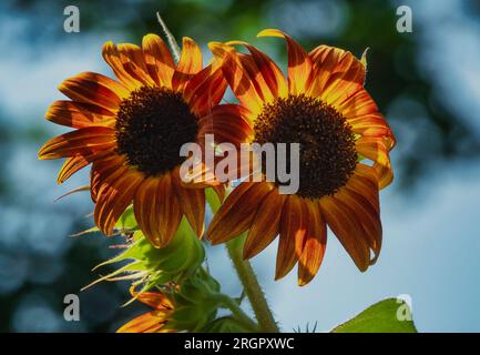 Sonnenblumen in voller Sommerblüte Stockfoto