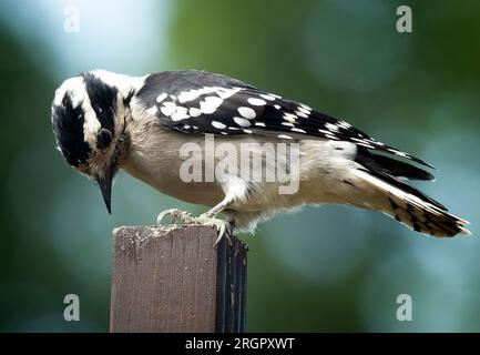 Ein Woodpecker kommt an Deck an Stockfoto