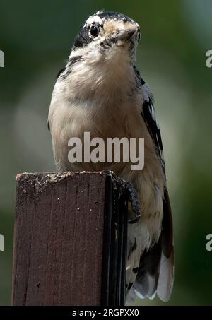 Ein Woodpecker kommt an Deck an Stockfoto