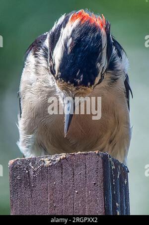 Ein Woodpecker kommt an Deck an Stockfoto