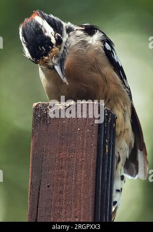 Ein Woodpecker kommt an Deck an Stockfoto