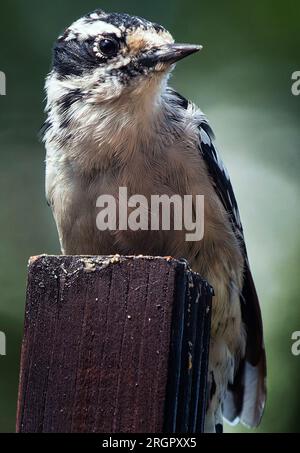 Ein Woodpecker kommt an Deck an Stockfoto