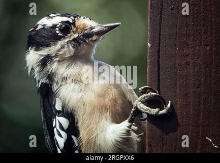 Ein Woodpecker kommt an Deck an Stockfoto