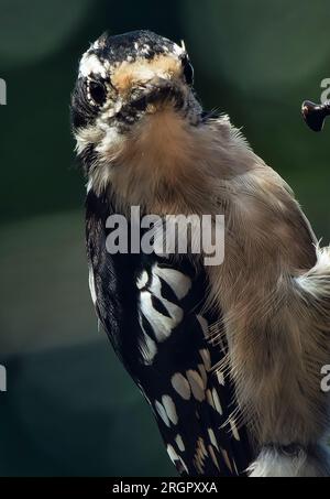 Ein Woodpecker kommt an Deck an Stockfoto