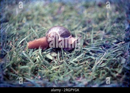 A snail is a shelled gastropod. The name is most often applied to land snails, terrestrial pulmonate gastropod molluscs. However, the common name snail is also used for most of the members of the molluscan class Gastropoda that have a coiled shell that is large enough for the animal to retract completely into. Stock Photo