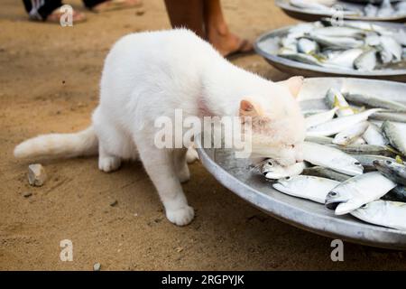 Eine Katze vor einem Fischstall auf einem Markt in der Provinz Sichon im Süden Thailands. Stockfoto