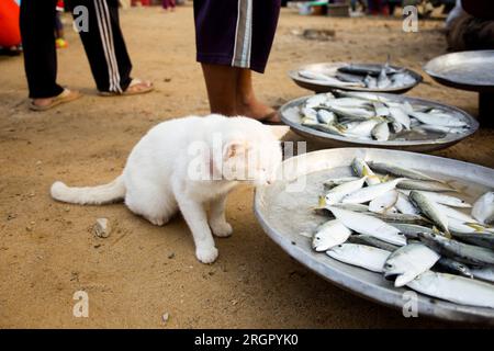 Eine Katze vor einem Fischstall auf einem Markt in der Provinz Sichon im Süden Thailands. Stockfoto