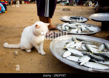 Eine Katze vor einem Fischstall auf einem Markt in der Provinz Sichon im Süden Thailands. Stockfoto