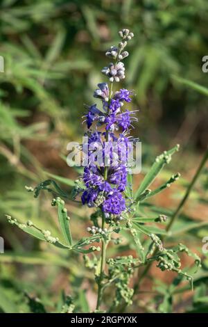 Agnus castus-Blüten (Vitex agnus-castus) Stockfoto