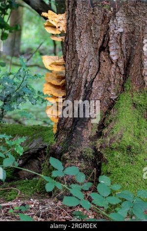 Bracket Pilze großer gelber Regal Fruchtkörper Schwefel gefärbt in Ebenen an den Seiten des Baums gewellte Kanten Laetiporus sulphureus im Hochformat Stockfoto