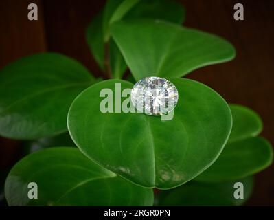 Oval Lab hat ethischen Diamanten auf Green Leaf-Hintergrund angebaut Stockfoto