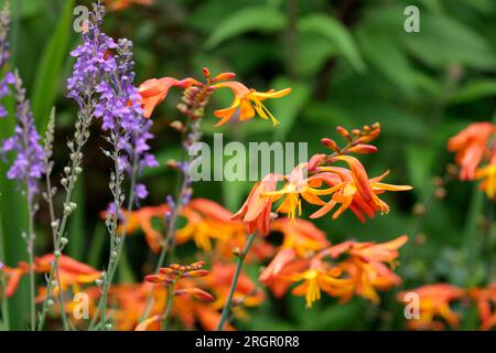 Montbretia mehrere feuerrote orange und gelbe Blüten auf graugrünen Stielen und einige fliederfarbene Blumen im Garten weichen grünen Kopierraum oben rechts Stockfoto