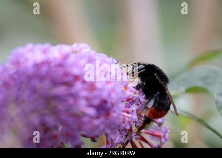 Rote Hummelbiene Bombus lapidarius, schwarze Hummelbiene mit leuchtend orangefarbenen roten Haaren in der Bauchspitze, Fütterung von lila Buddleia, Kopierraum Stockfoto