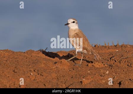Weißkopfpfeifer, Walvis Bay Vogelschutzgebiet, Namibia, März 2023 Stockfoto