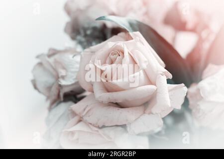 Sanfte Pastelltöne von Rosen in einem Bouquet mit hellen Rändern für Hintergründe und Verbundstoffe Stockfoto