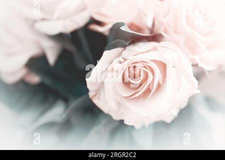 Sanfte Pastelltöne von Rosen in einem Bouquet mit hellen Rändern für Hintergründe und Verbundstoffe Stockfoto