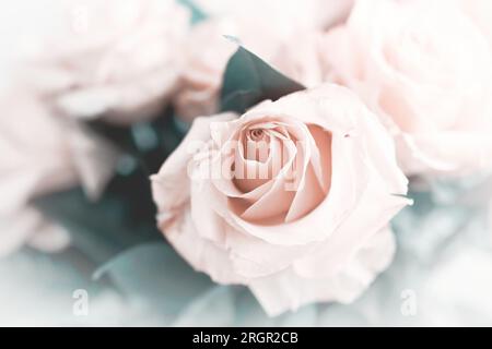 Sanfte Pastelltöne von Rosen in einem Bouquet mit hellen Rändern für Hintergründe und Verbundstoffe Stockfoto