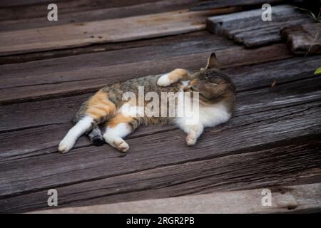 Katzenfamilie in einem Dorf auf der Insel Ko Yao im Süden Thailands. Stockfoto
