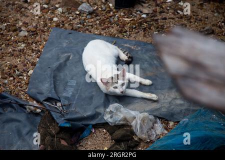 Katzenfamilie in einem Dorf auf der Insel Ko Yao im Süden Thailands. Stockfoto