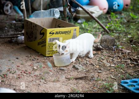 Katzenfamilie in einem Dorf auf der Insel Ko Yao im Süden Thailands. Stockfoto