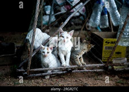 Katzenfamilie in einem Dorf auf der Insel Ko Yao im Süden Thailands. Stockfoto