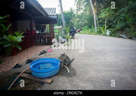 Katzenfamilie in einem Dorf auf der Insel Ko Yao im Süden Thailands. Stockfoto