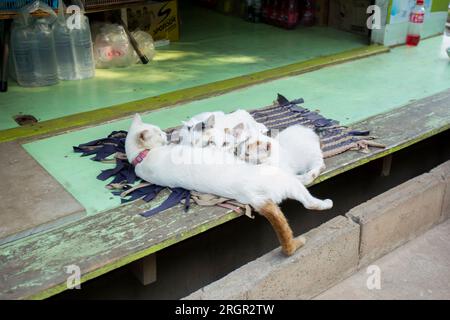 Katzenfamilie in einem Dorf auf der Insel Ko Yao im Süden Thailands. Stockfoto
